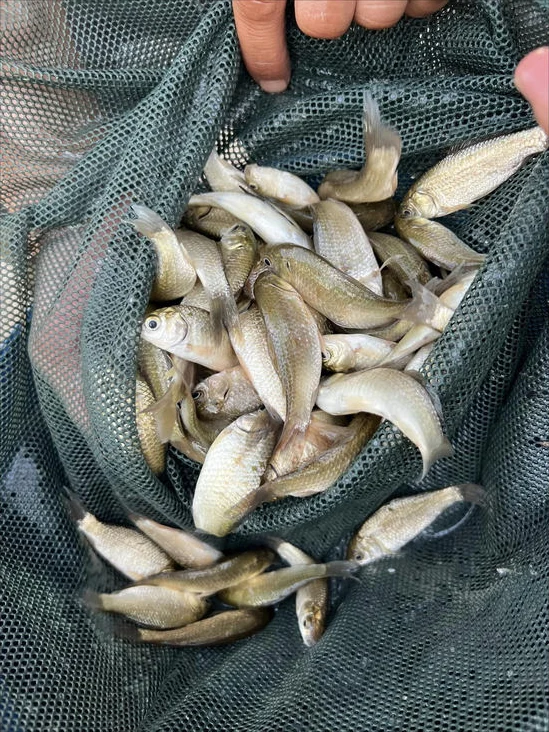 Young fish in a net in the aquatic activity record