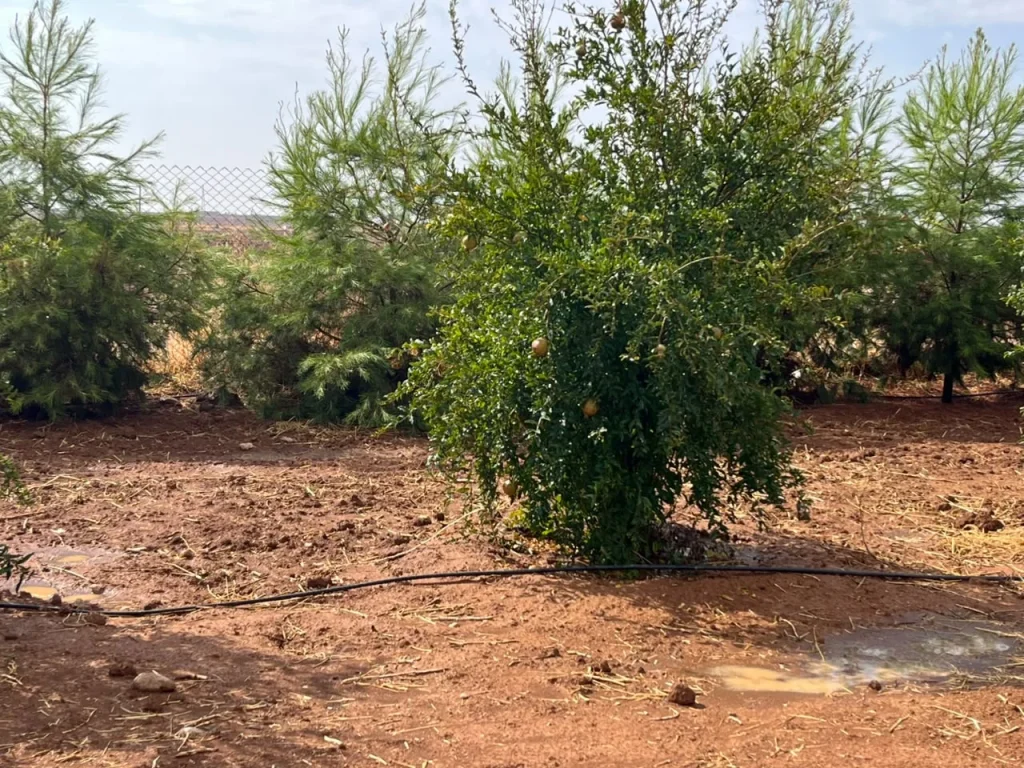Fruit trees cultivated in the Warshin nursery