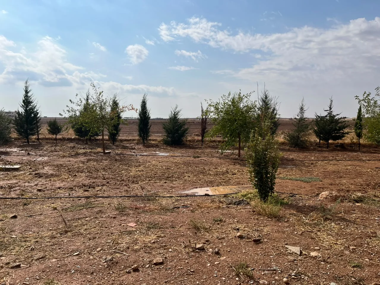 Young trees growing across the Warshin nursery landscape