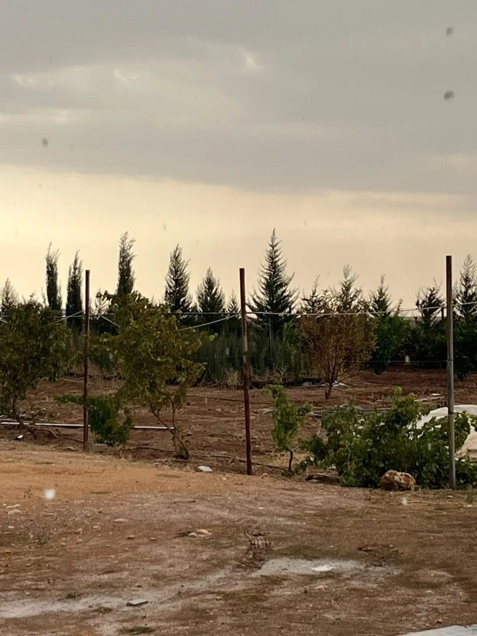 Evening light over trees at the nursery