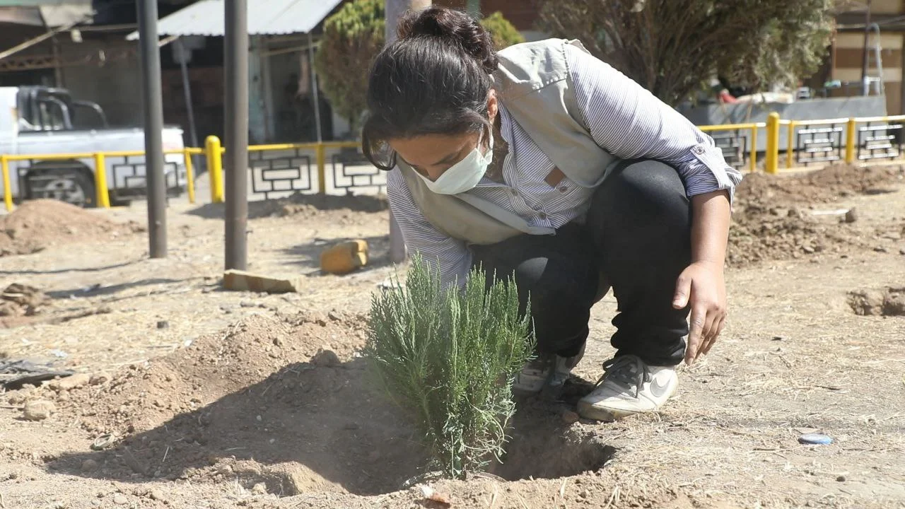 A participant planting a seedling in an urban green space